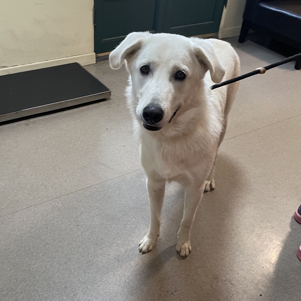 Great Pyrenees