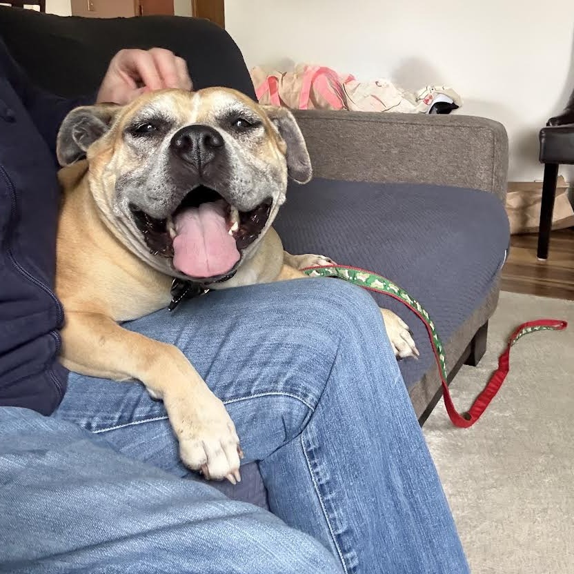 RUTH - Mixed Breed (Large) for adoption in Madison