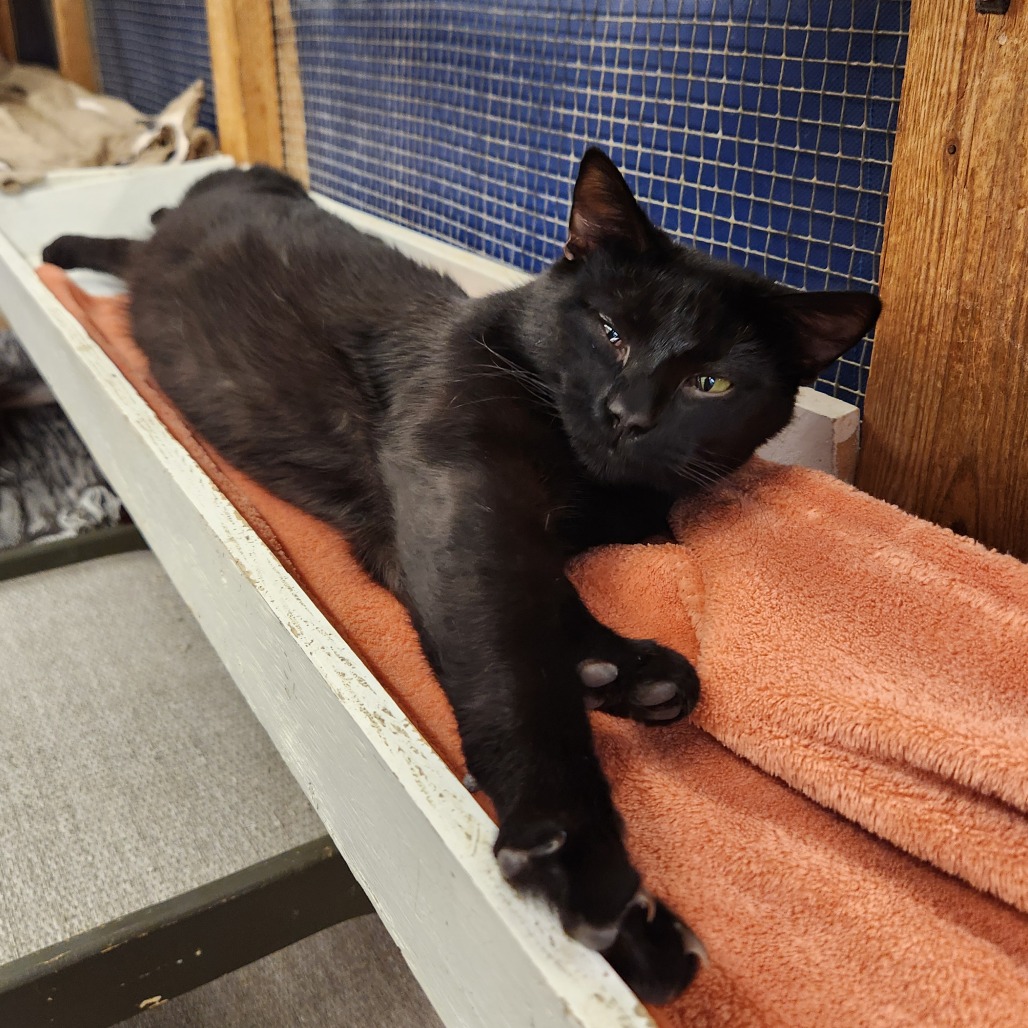 Guinness — thumbnail 5