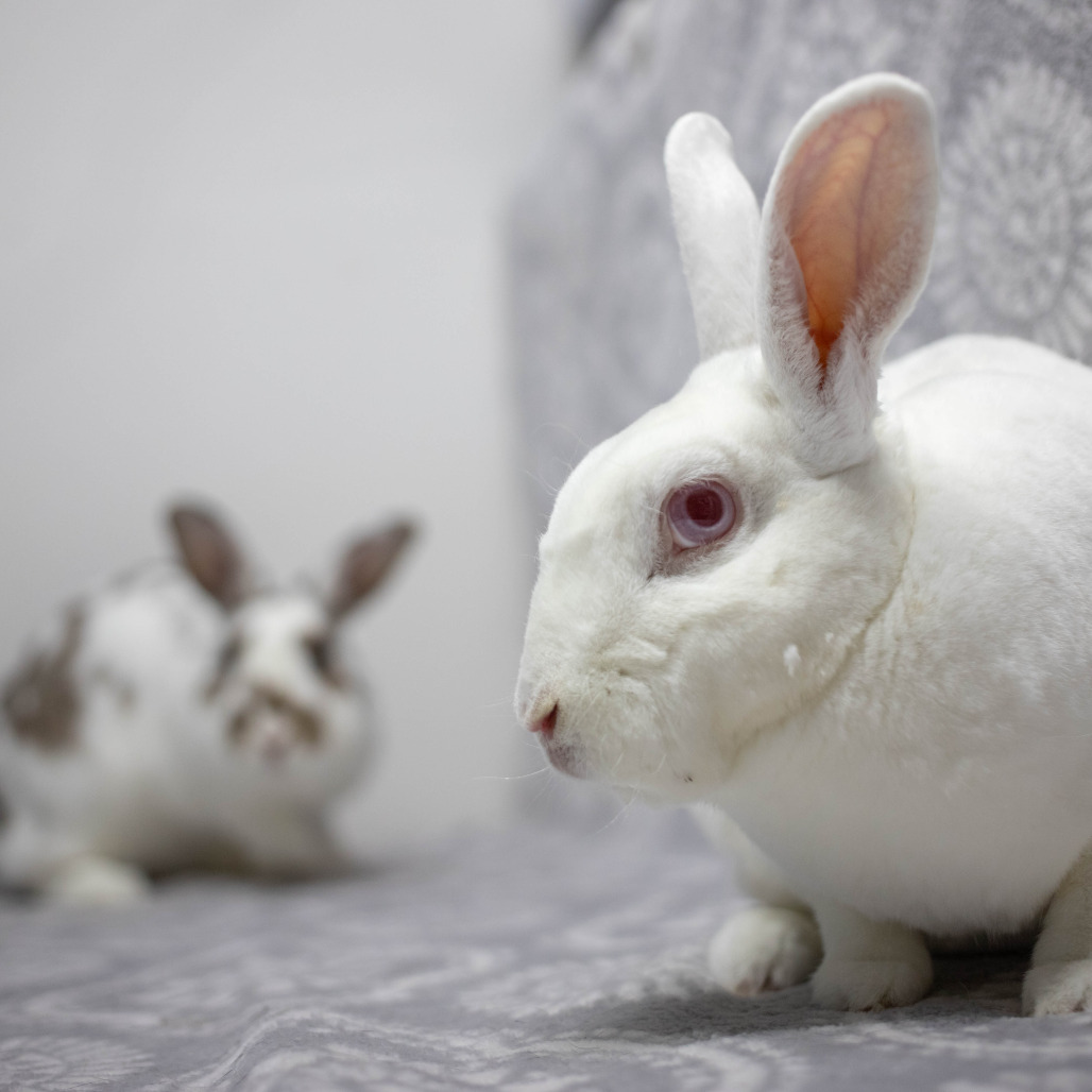Camilo (bonded to Ms. Peep), photo 12