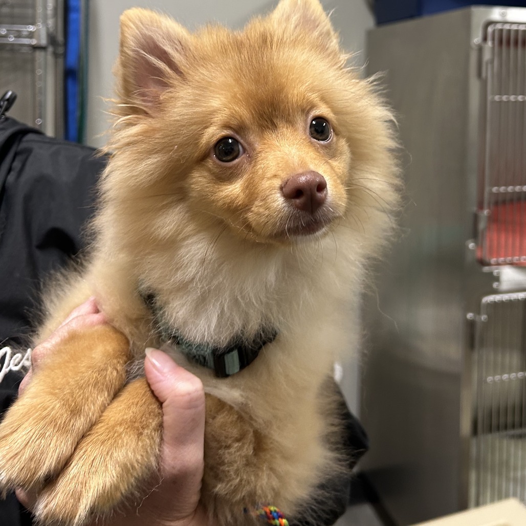 Bear, a Pomeranian / Mixed Breed (Small)