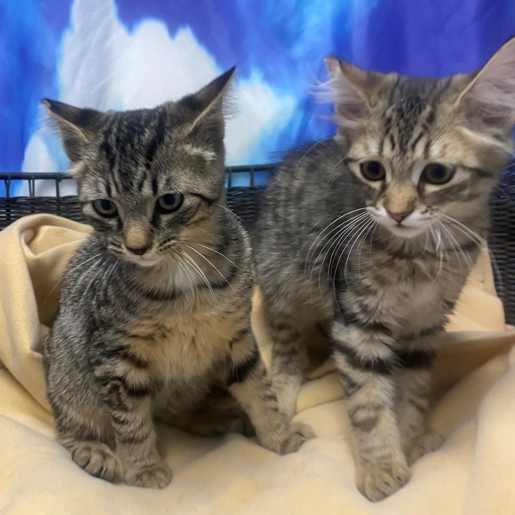 CHIP - Domestic Shorthair available for adoption