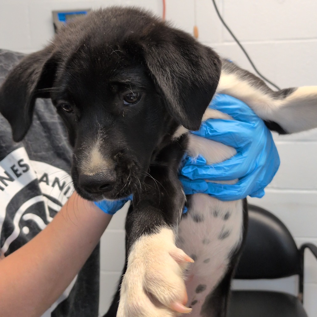 QUACK - Pointer / Mix available for adoption