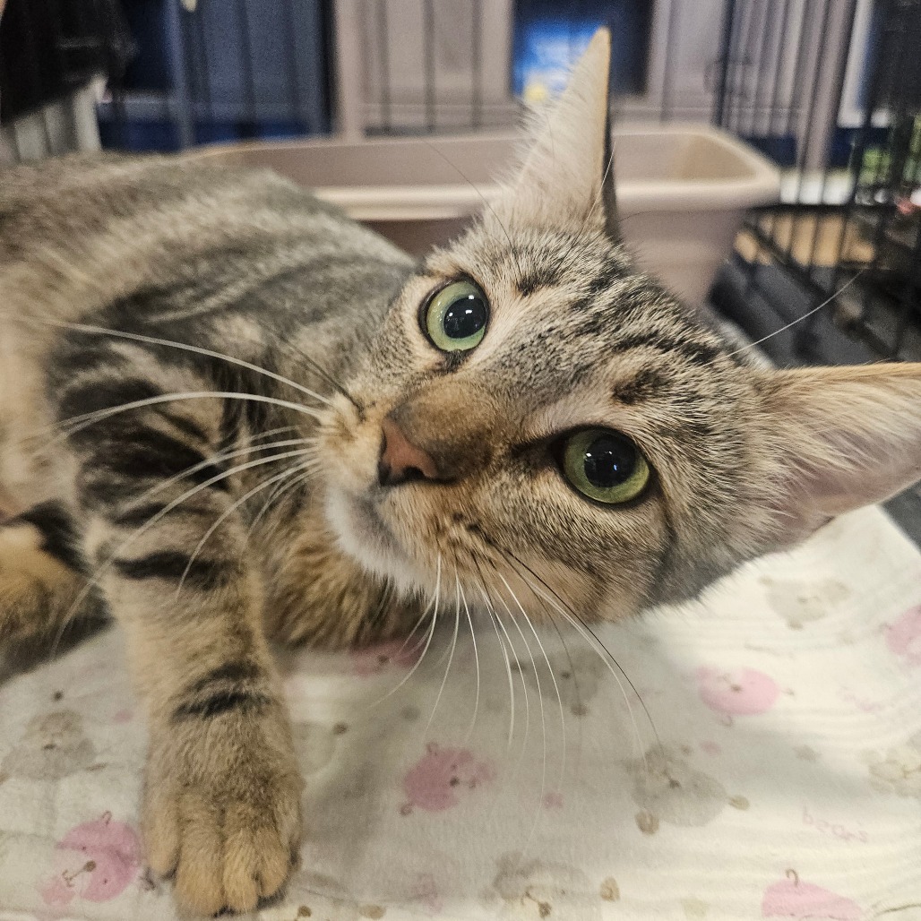 LAMBY - Domestic Shorthair available for adoption