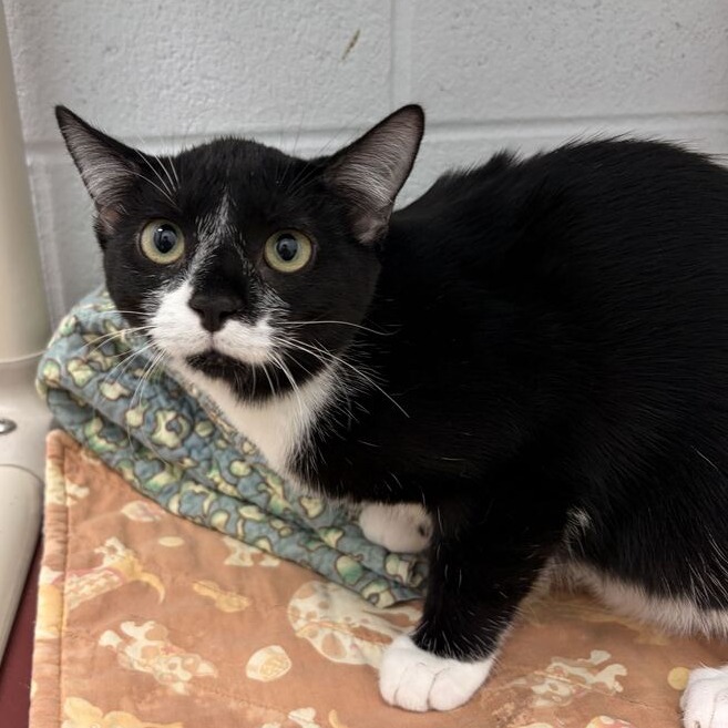 TERRIFIC (BONDED TO WONDERFUL) - Domestic Shorthair available for adoption
