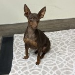 Miniature Pinscher
