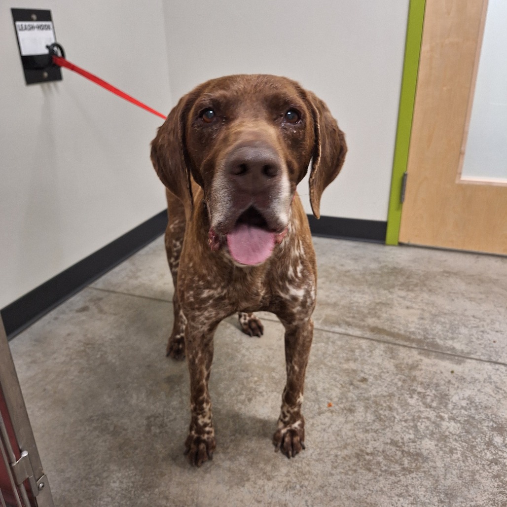 STRAY DOG "Gunner", adoptable senior Mixed Breed (Large)