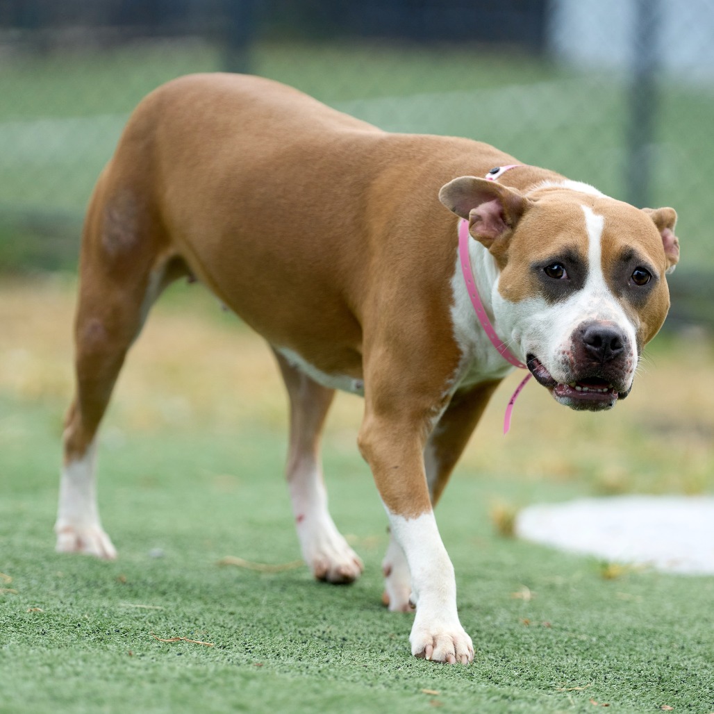 Isabella (formerly Diamond), photo 7