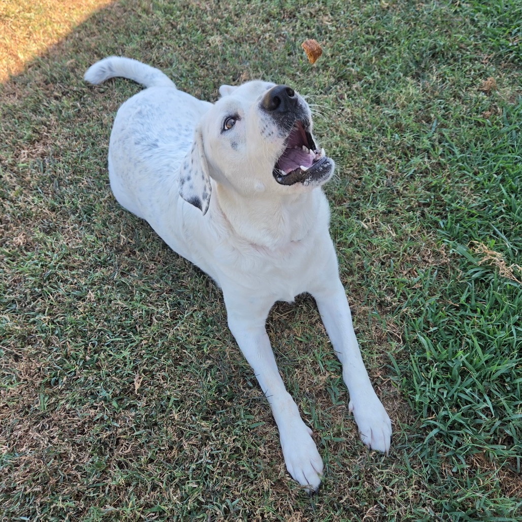 Daisy