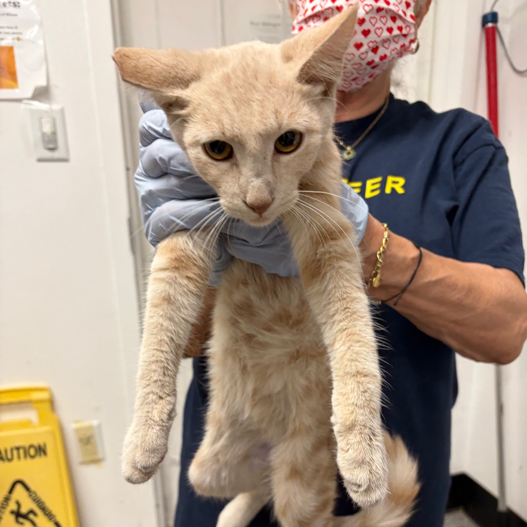 BISCUIT - Domestic Shorthair available for adoption
