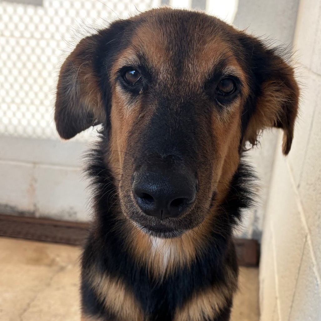 BRONTY - Shepherd available for adoption