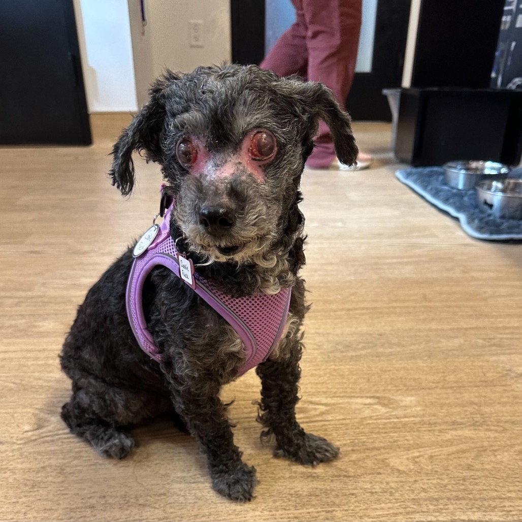 Cookie Fleck 13790 — thumbnail 5