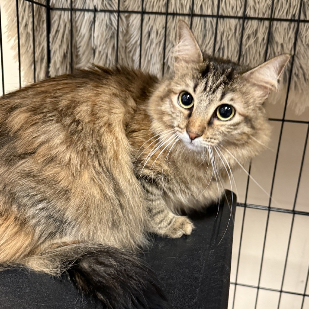 Zoey: Female 42 Domestic Longhair