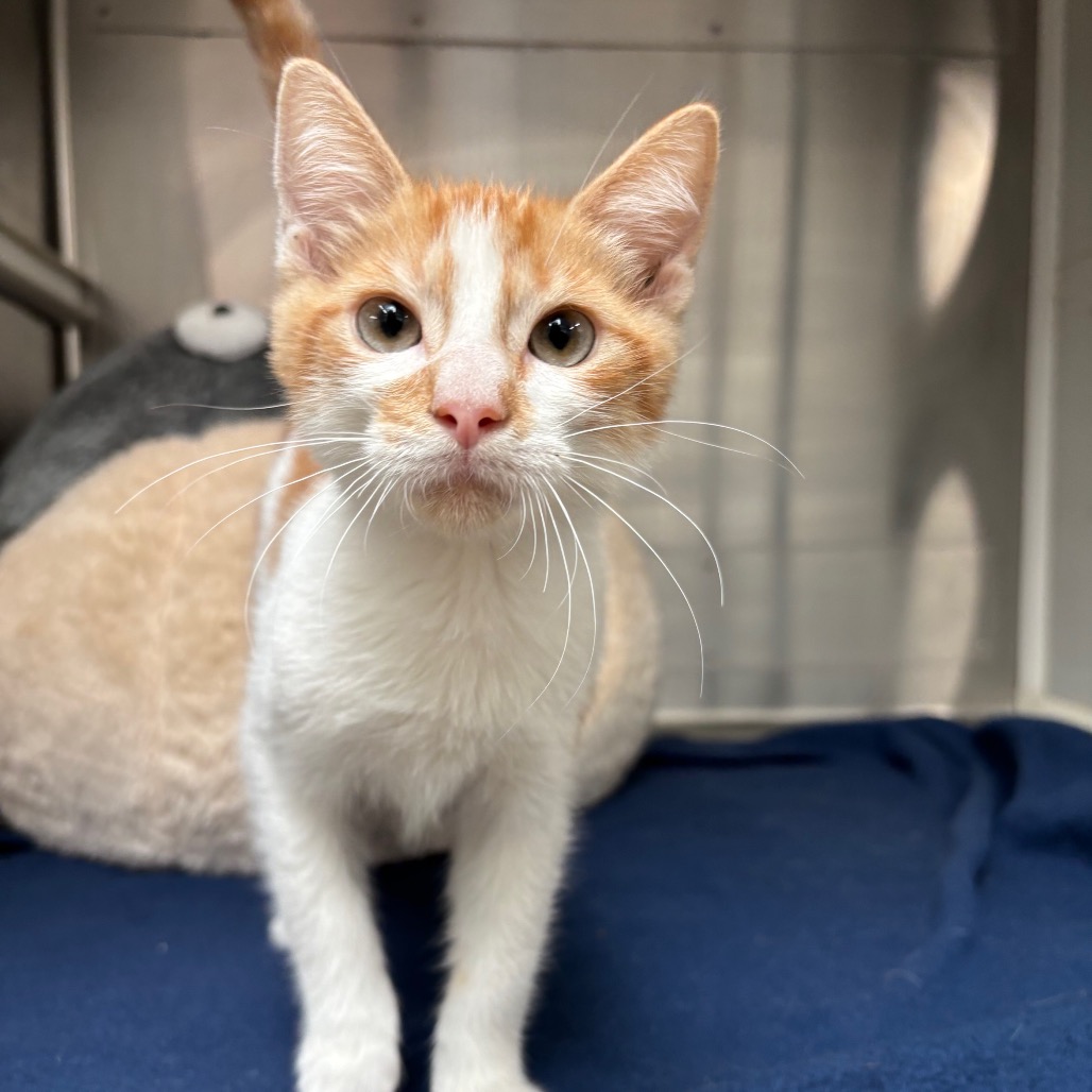 Photo of Walter, a cat adopted from Gulf Coast Humane Society