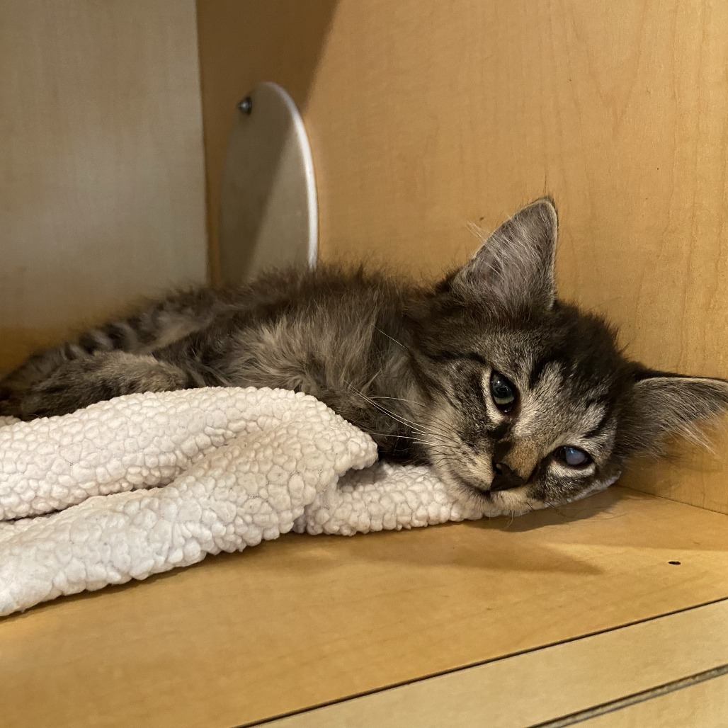 FALLON - Domestic Longhair available for adoption