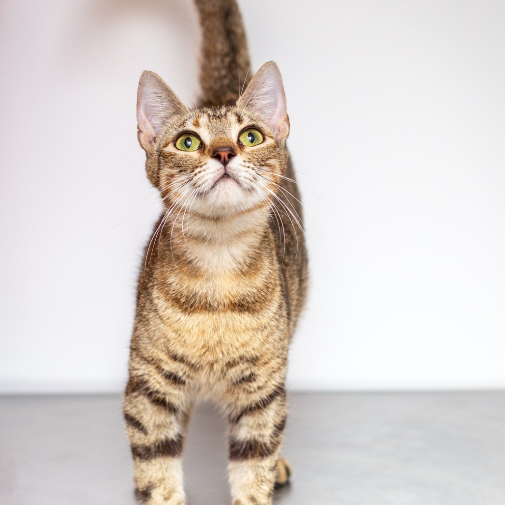 KADIE - Domestic Shorthair / Mix available for adoption