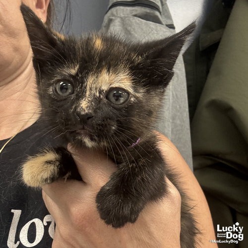 MY PINKIE PIE - Domestic Shorthair available for adoption