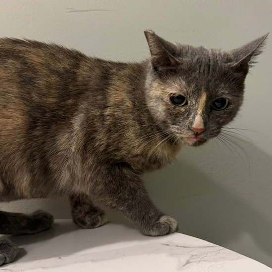 ESME - Domestic Shorthair available for adoption
