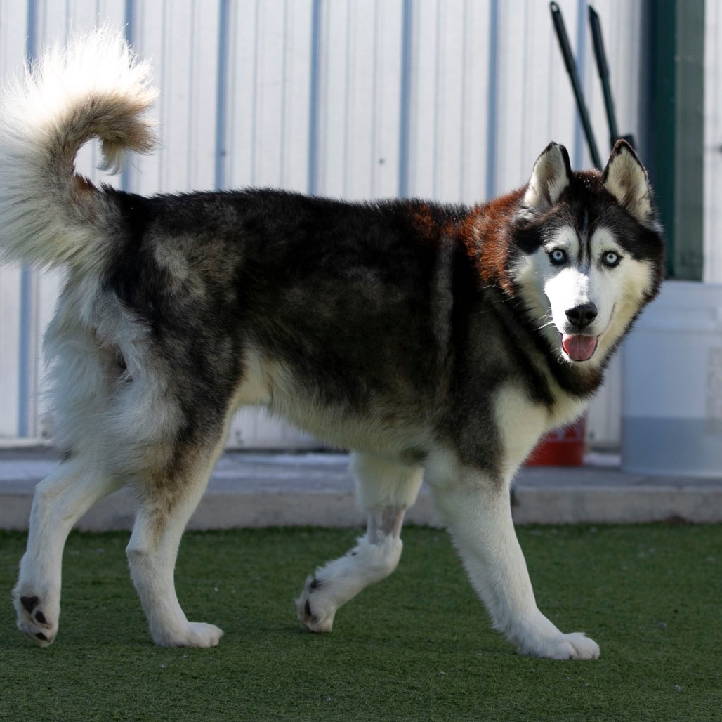 Oliver (F26-09), photo 10