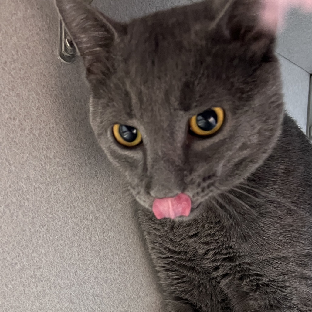 Photo of Mellow 4