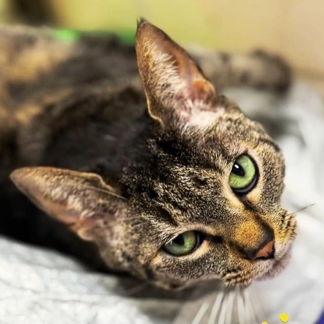 Another portrait of Columbia