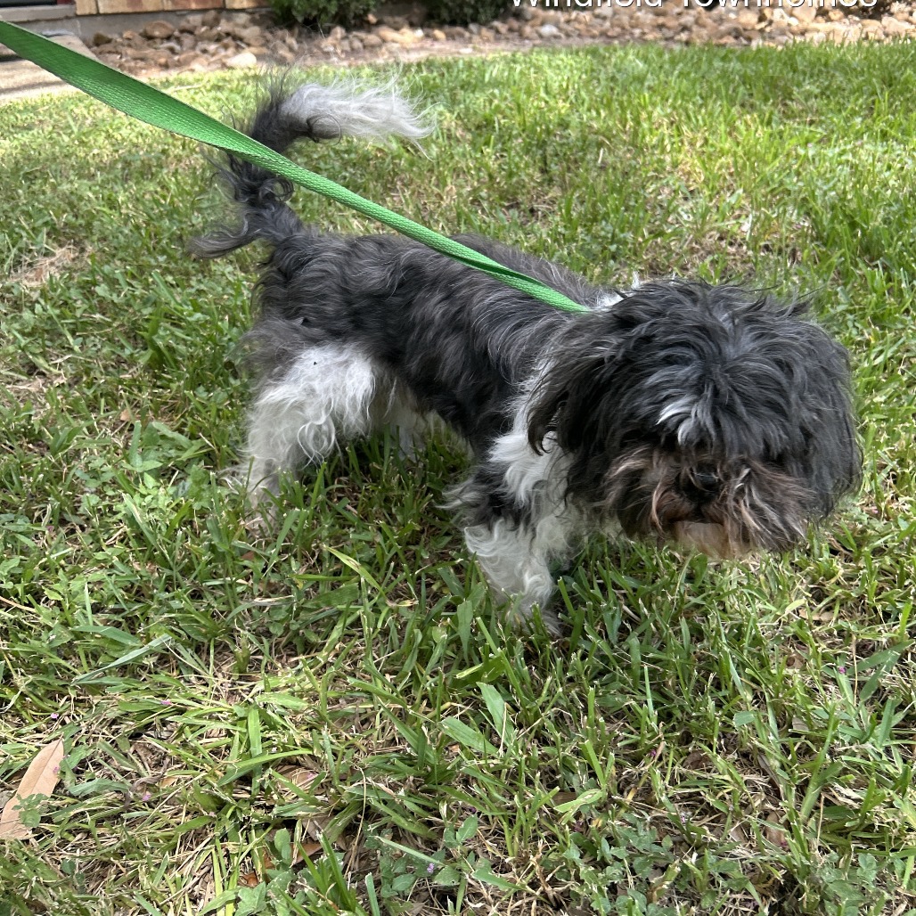 WINFIELD - Havanese available for adoption