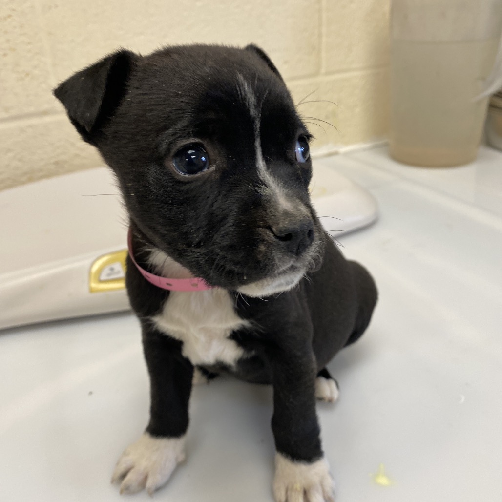 WOOKIE — thumbnail 2