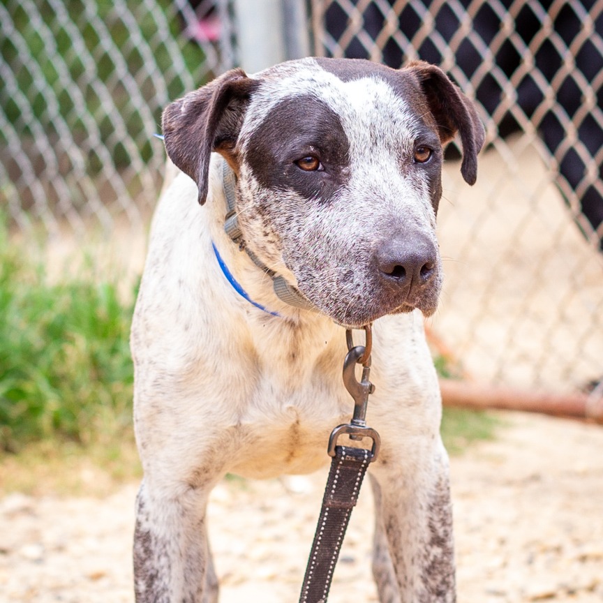 ALFRED - Cattle Dog / Dalmatian available for adoption