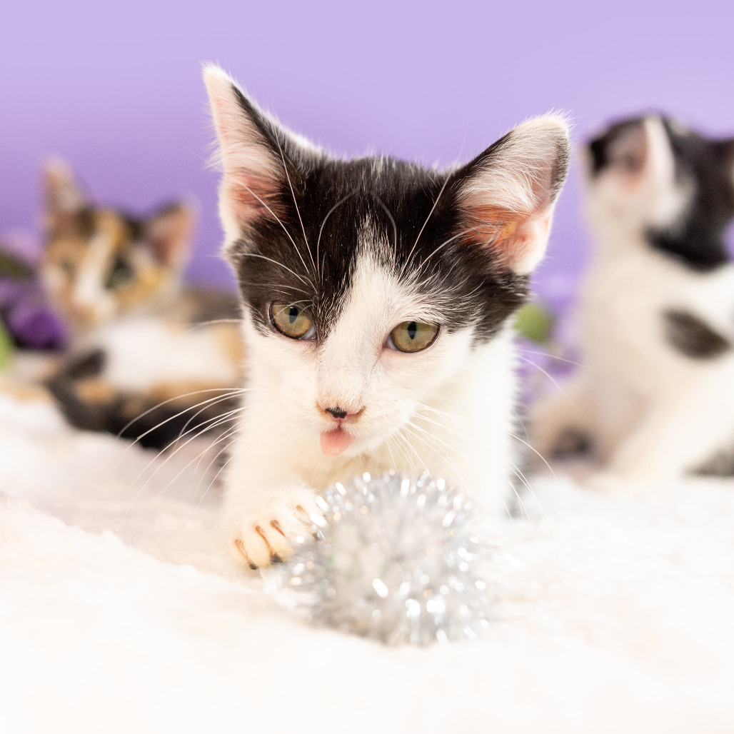 Cole — thumbnail 5