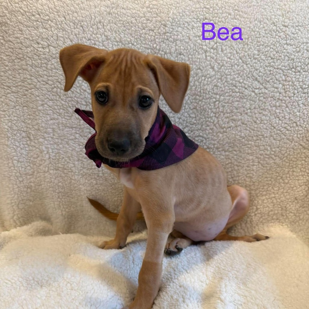 Bea photo 10