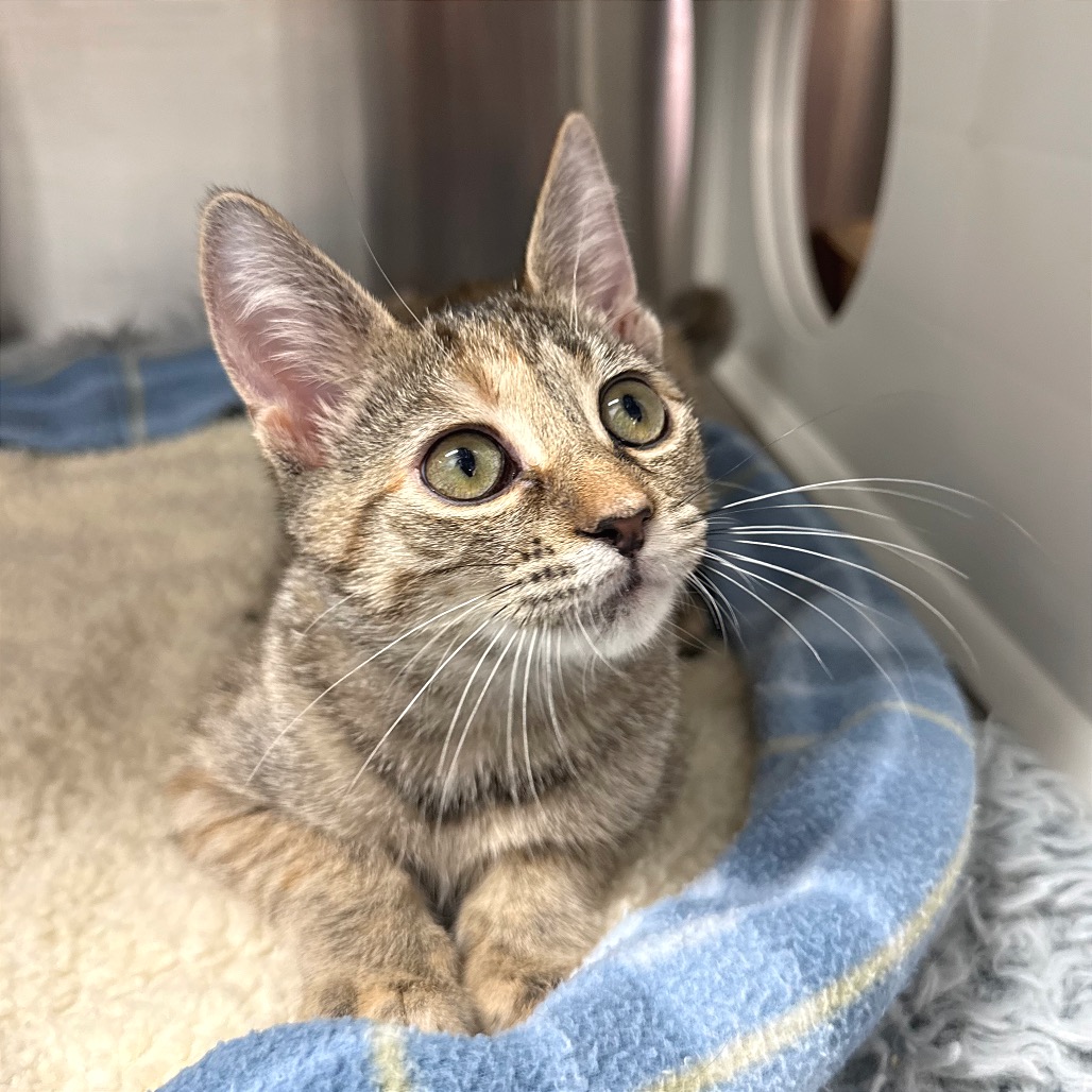 LAGOONA BLUE - Domestic Shorthair available for adoption
