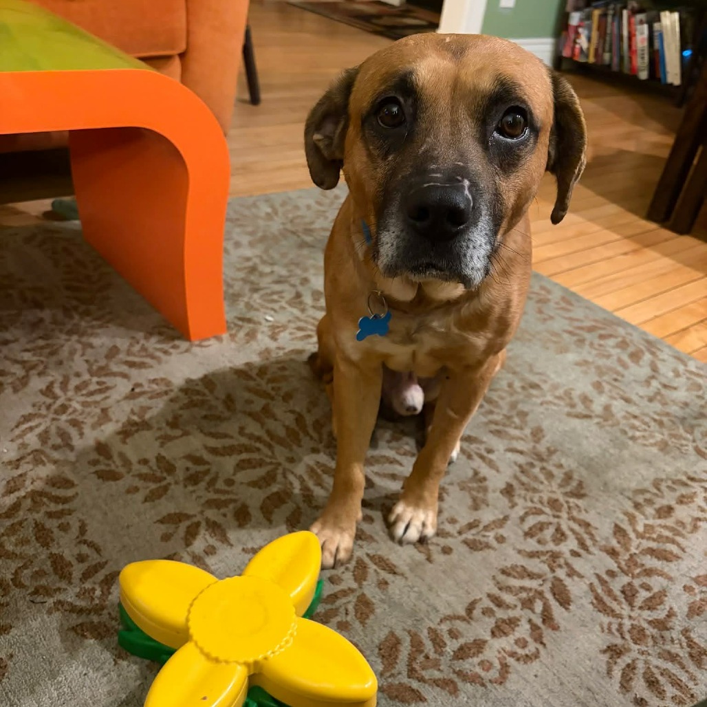 Hannibal, a Boxer