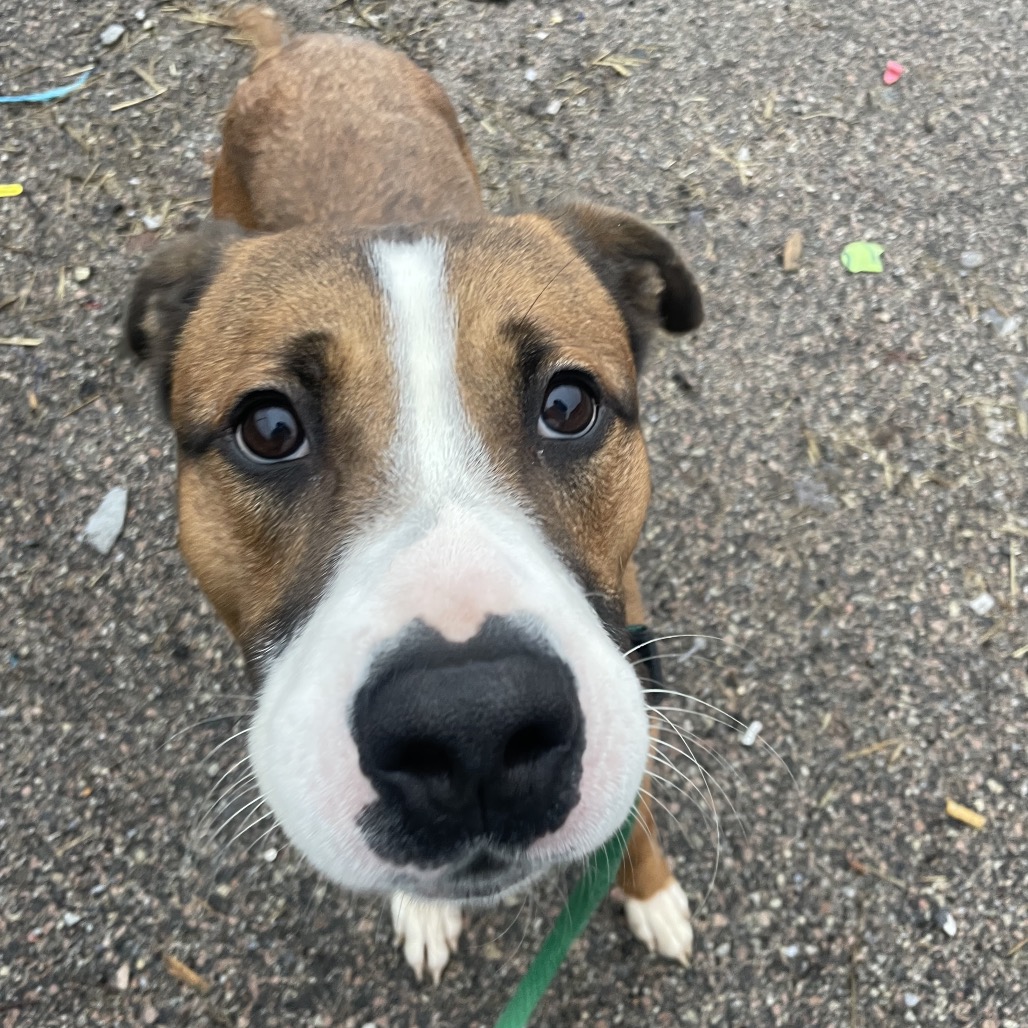 Hugo — thumbnail 2