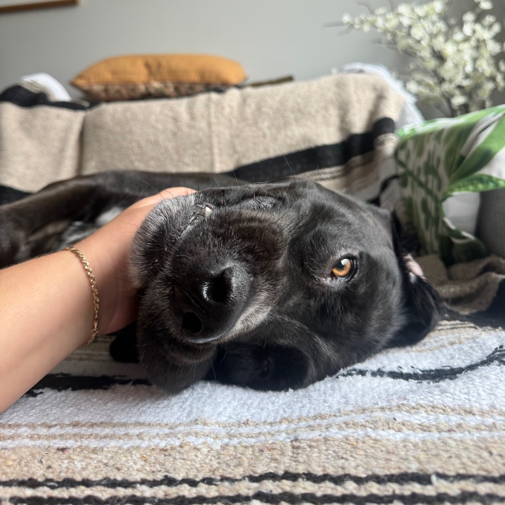 Buddy 4.