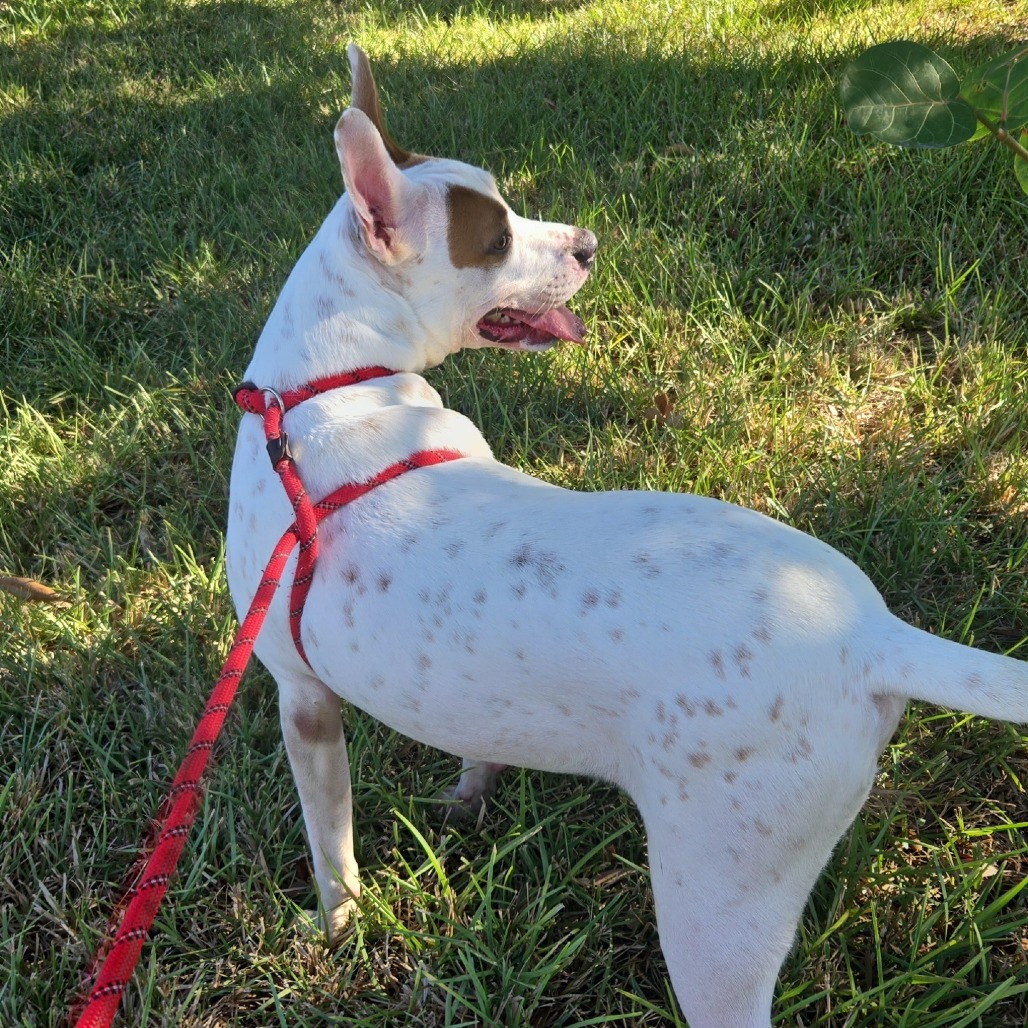 Patches photo 13