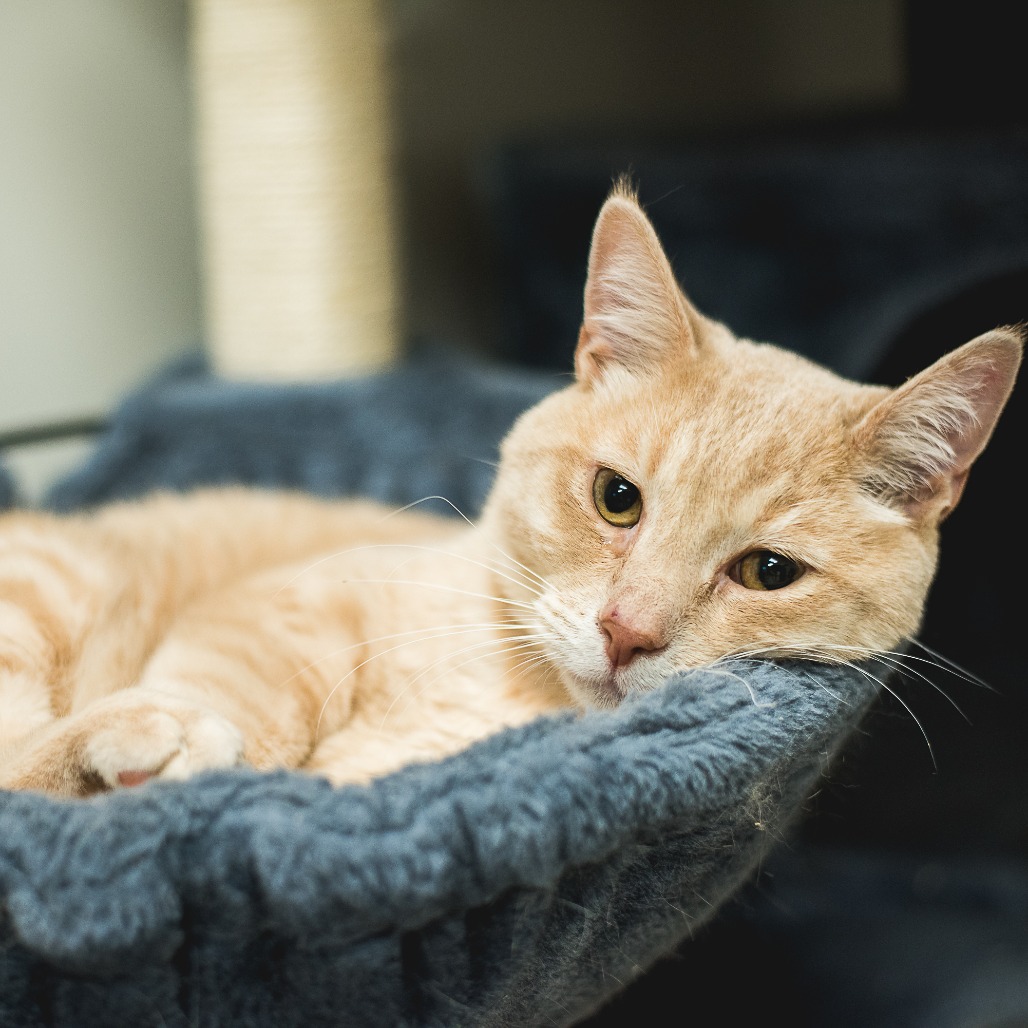 DUNE - Domestic Shorthair available for adoption