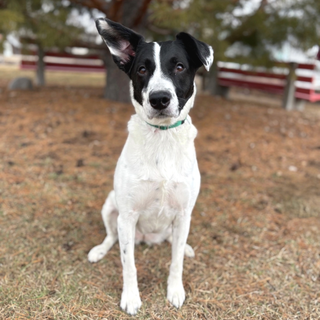 Brie--In Foster, photo 2