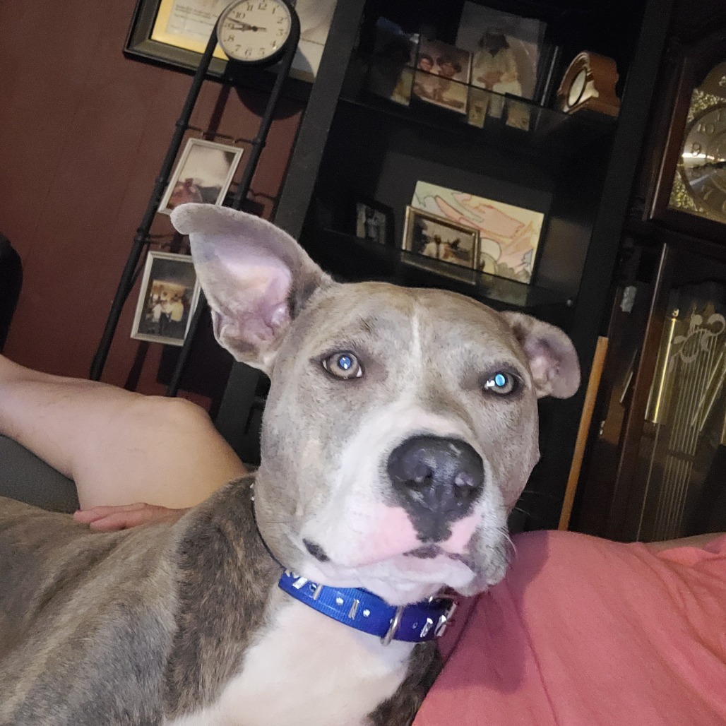 PUP PUP - Terrier / American Pit Bull available for adoption