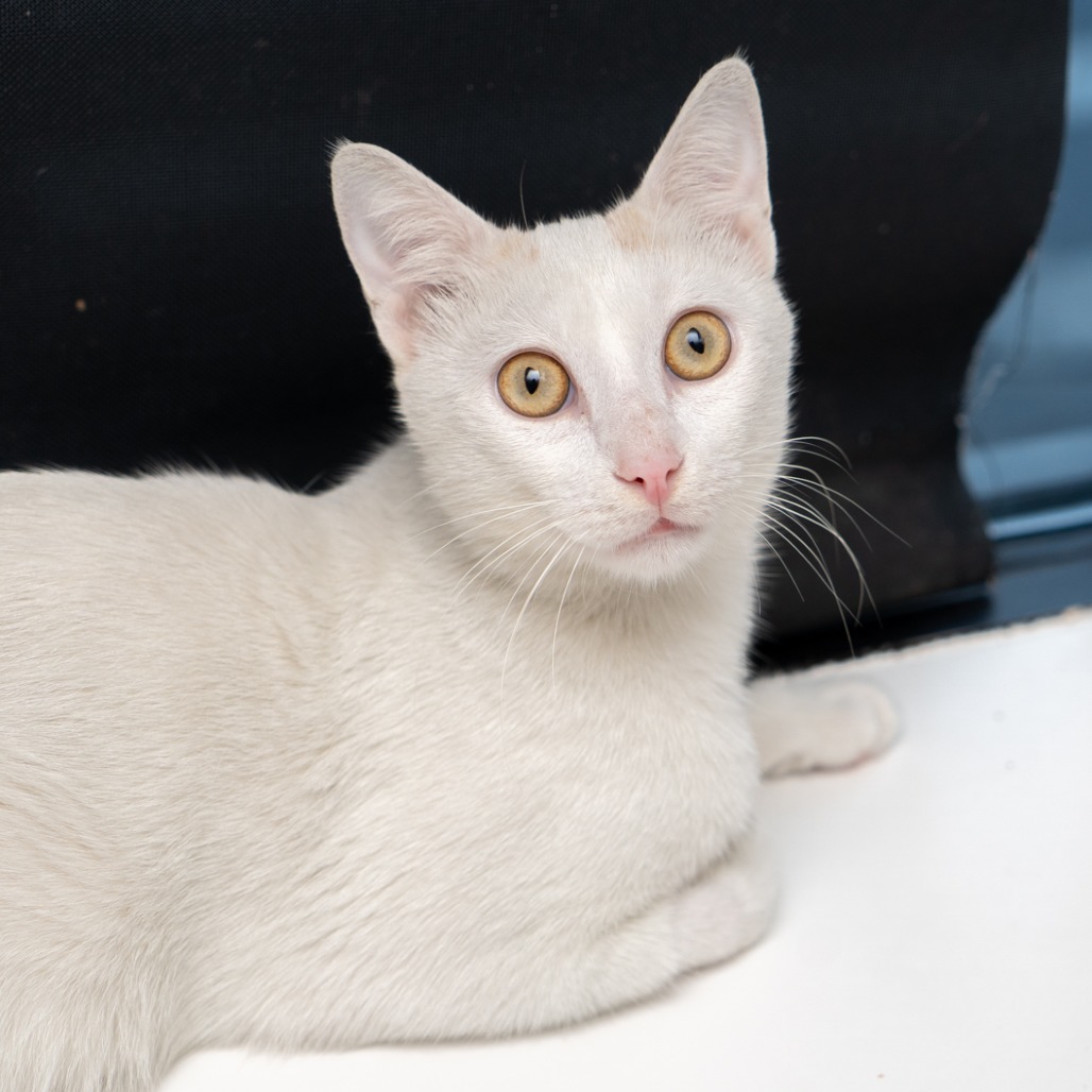 Yuki