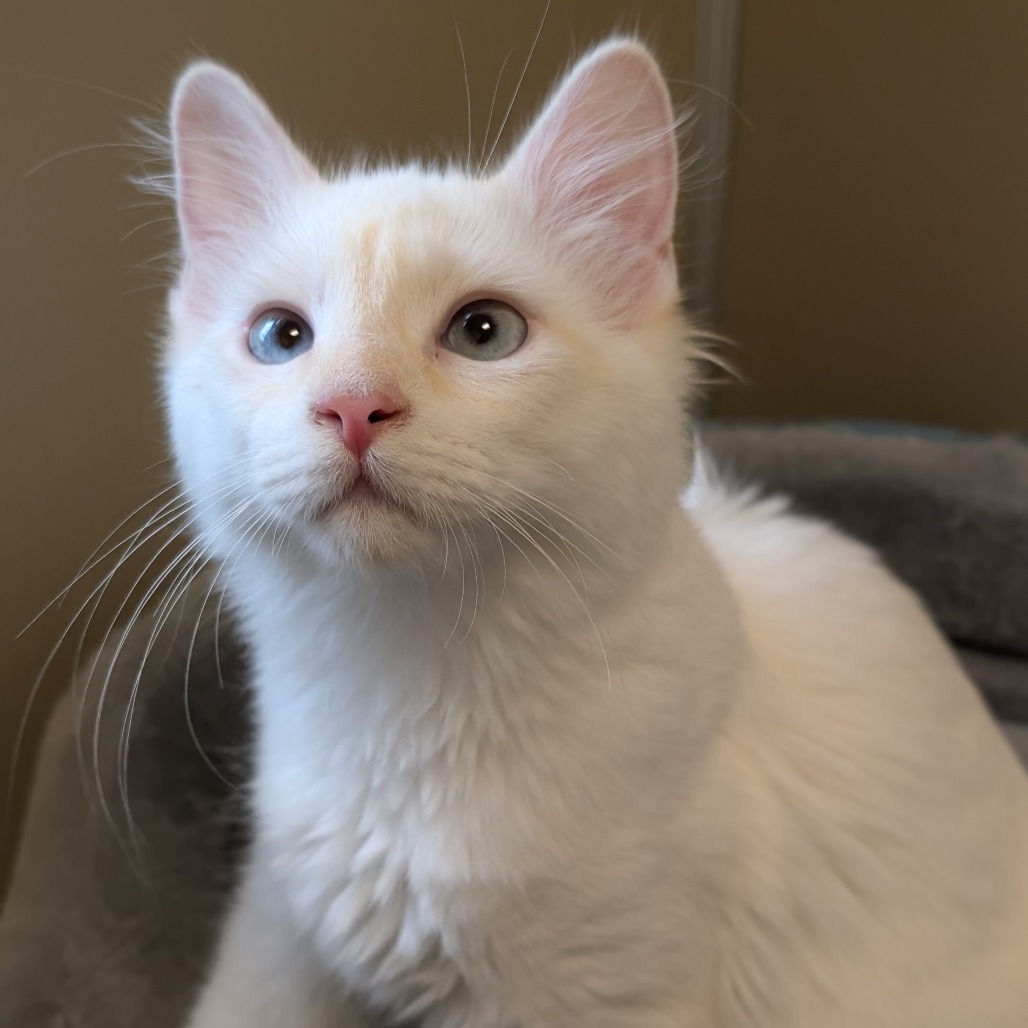 DOLLY - Domestic Medium Hair available for adoption