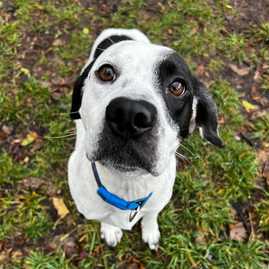 Domino — thumbnail 4