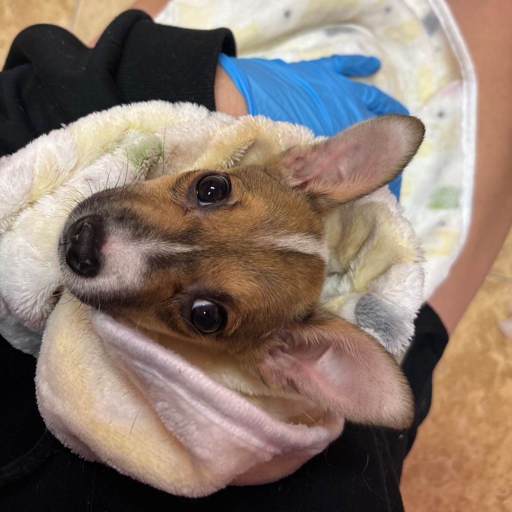 CHARLEE - Chihuahua available for adoption