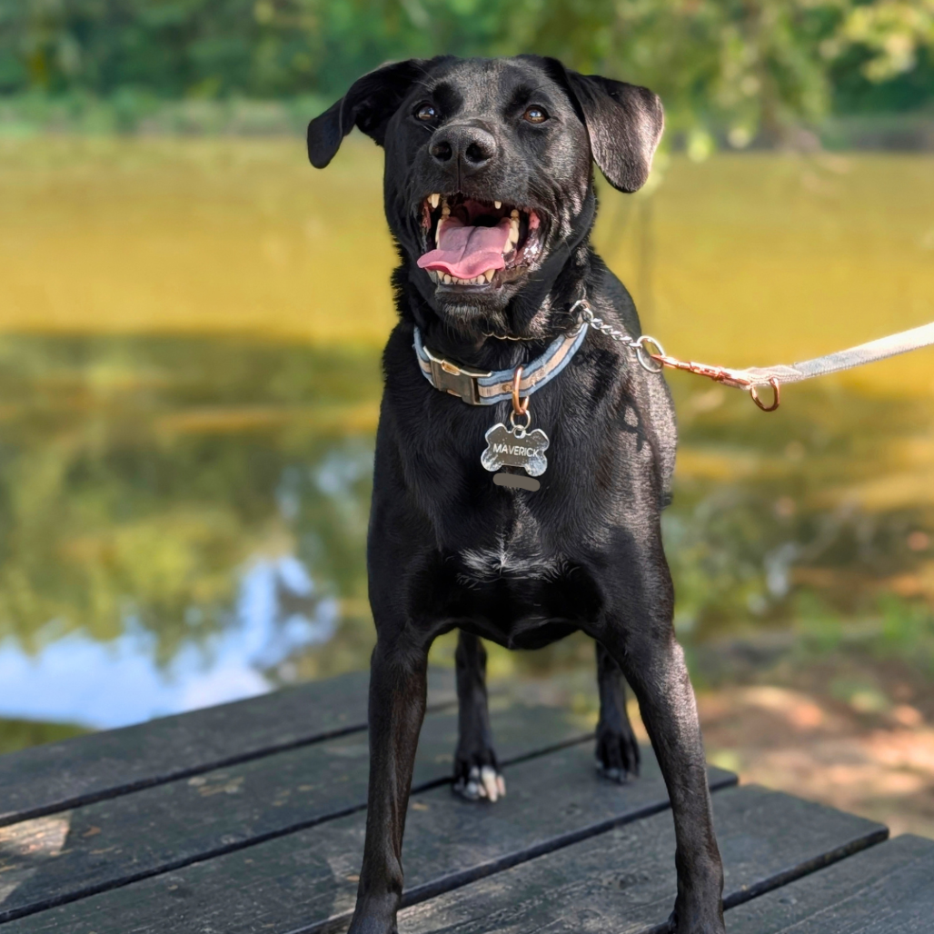 Xander 09-2214, photo 3