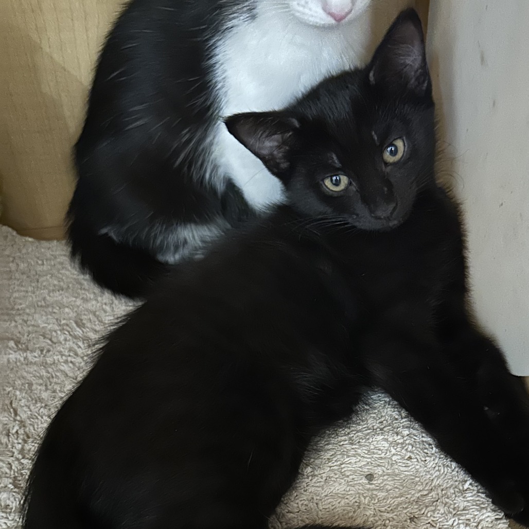 BULLFROG - Domestic Shorthair available for adoption