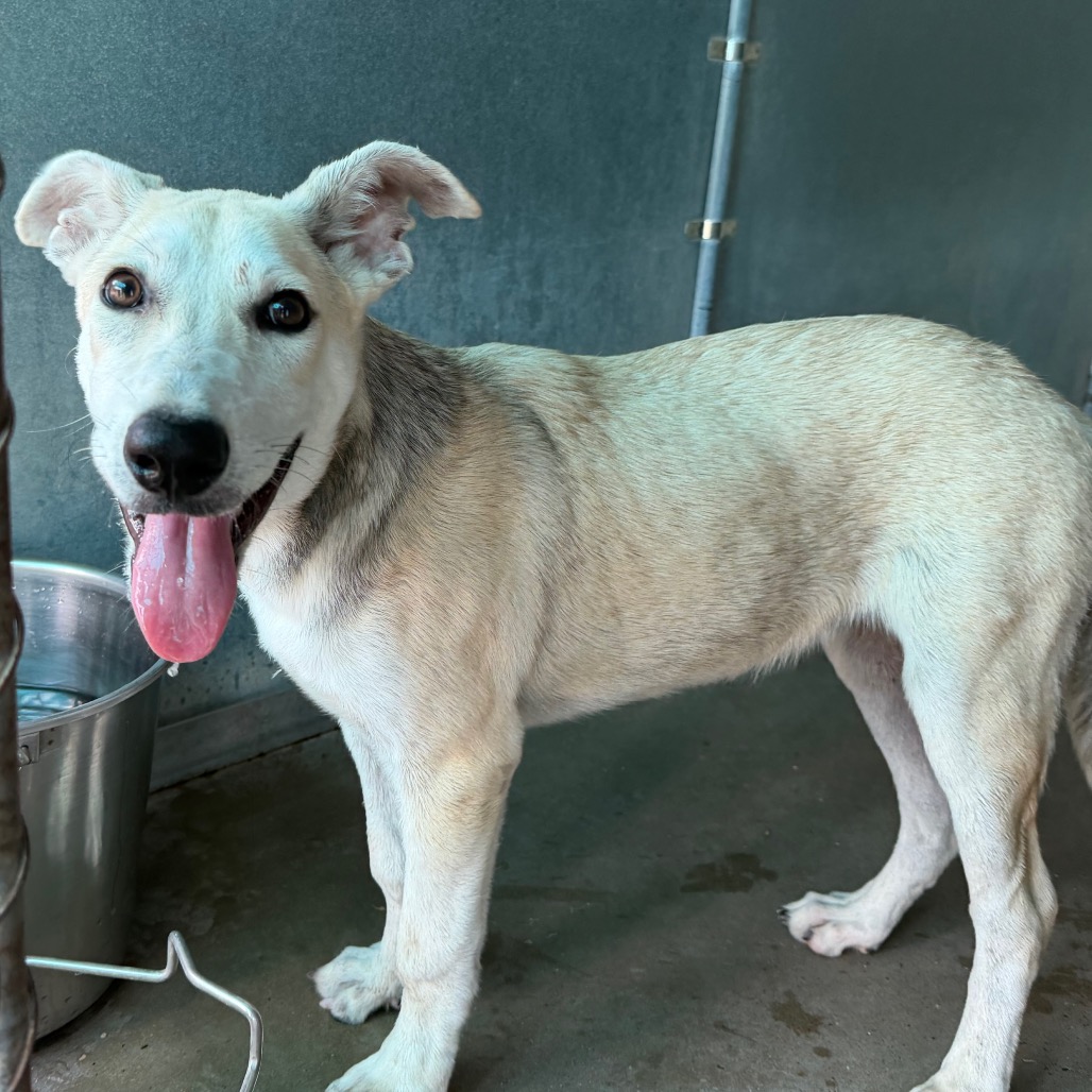 CAITLYN - Retriever, Yellow Labrador / Husky available for adoption