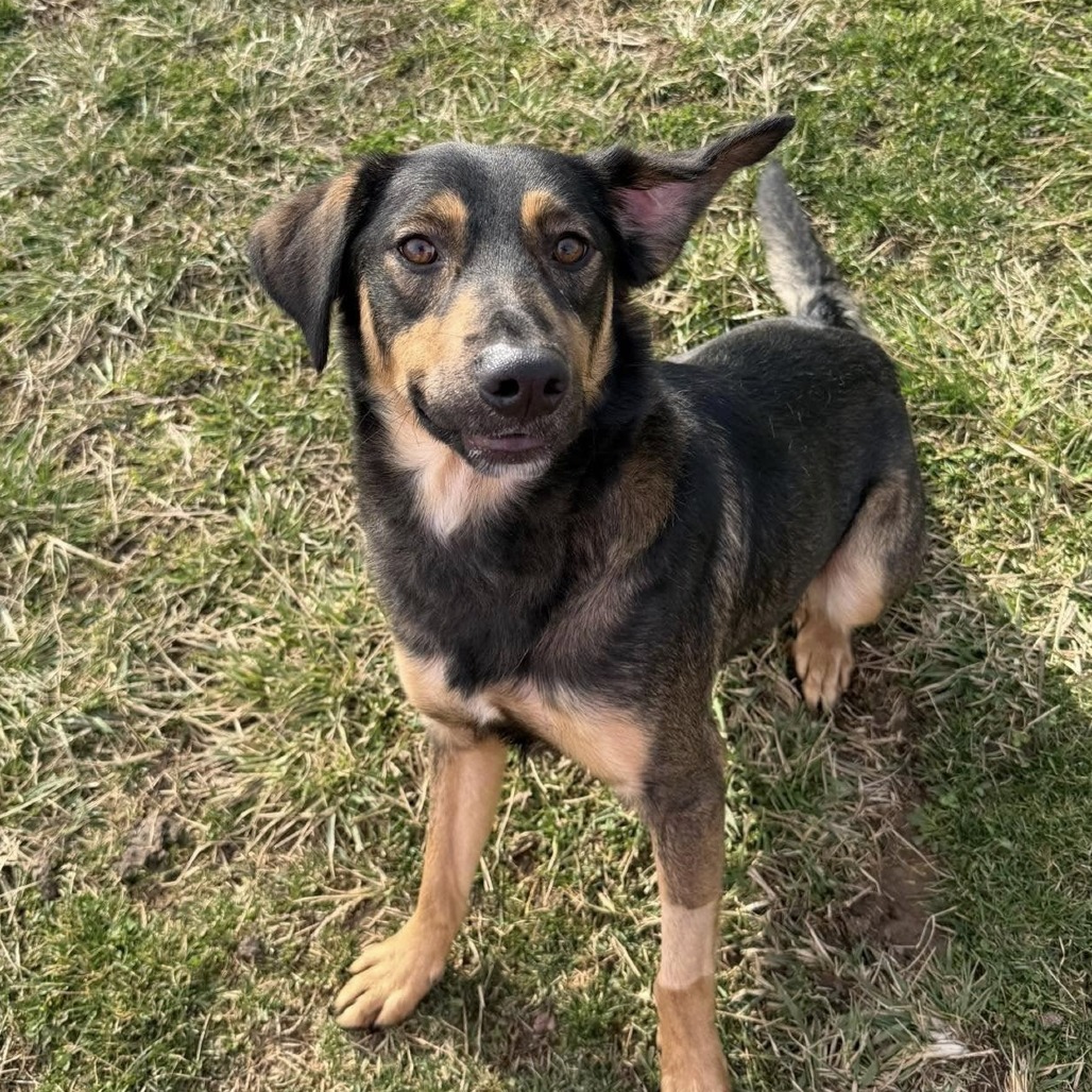 Toby — thumbnail 4