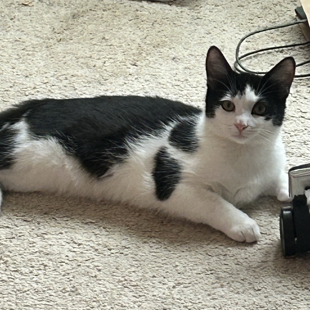 Pedro, photo 6