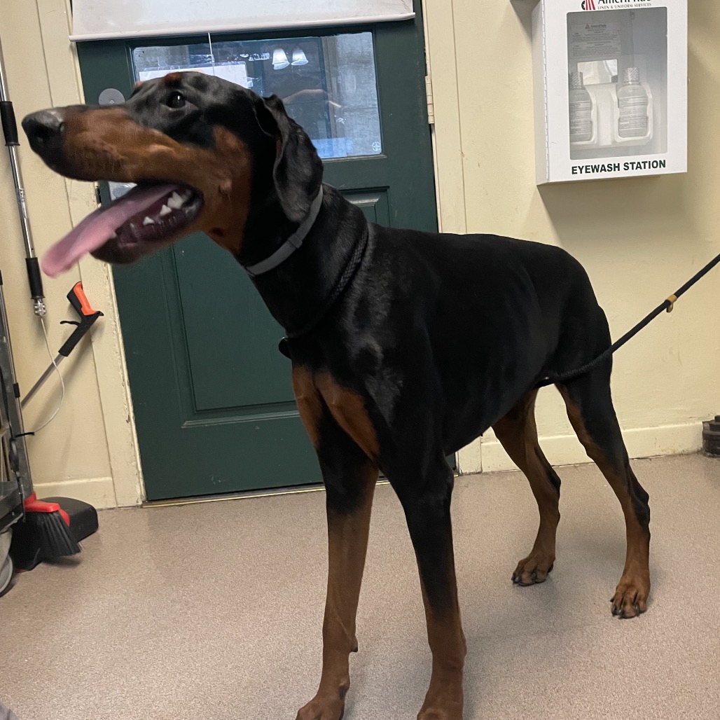 Doberman Pinscher