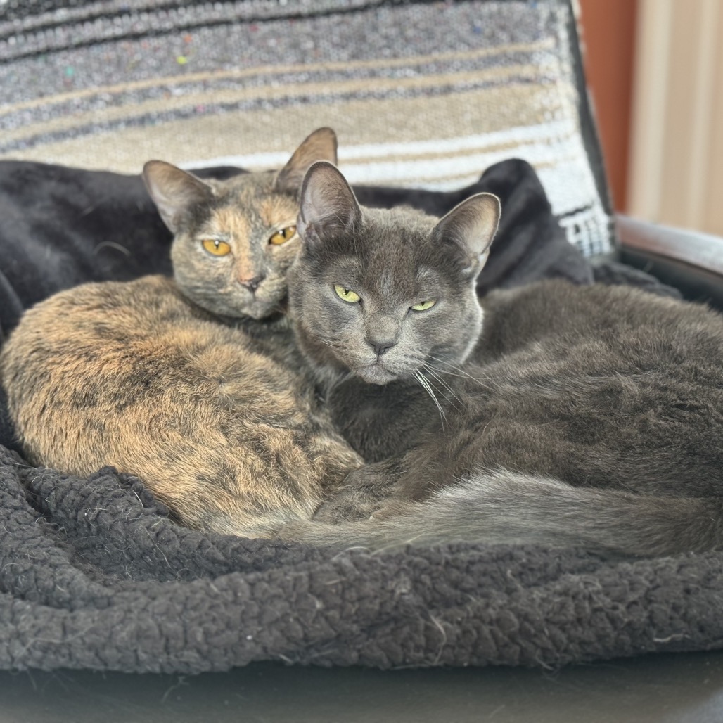 Opal — thumbnail 4