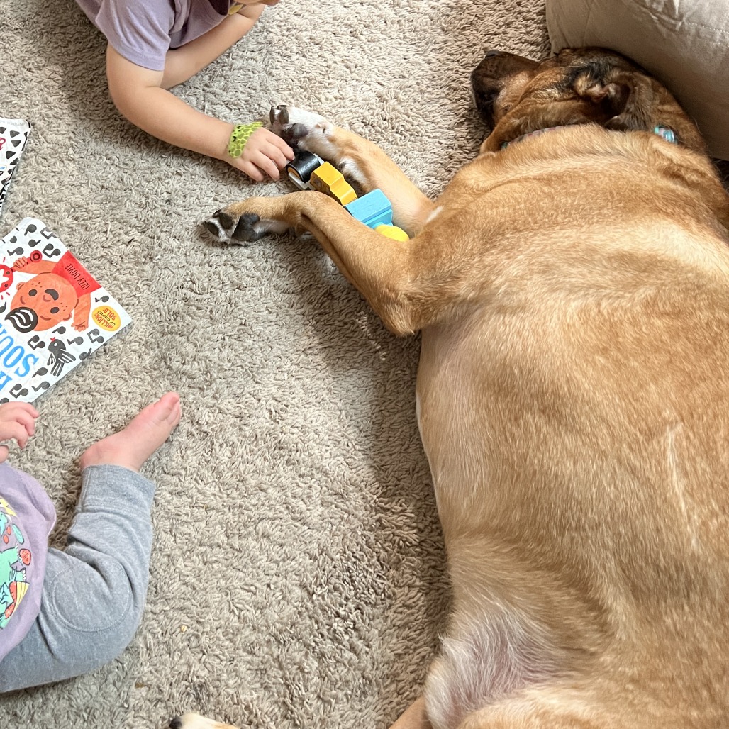 Koda — thumbnail 4